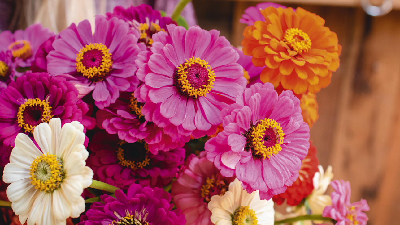 You can mix up different varieties of zinnias for a colourful garden.